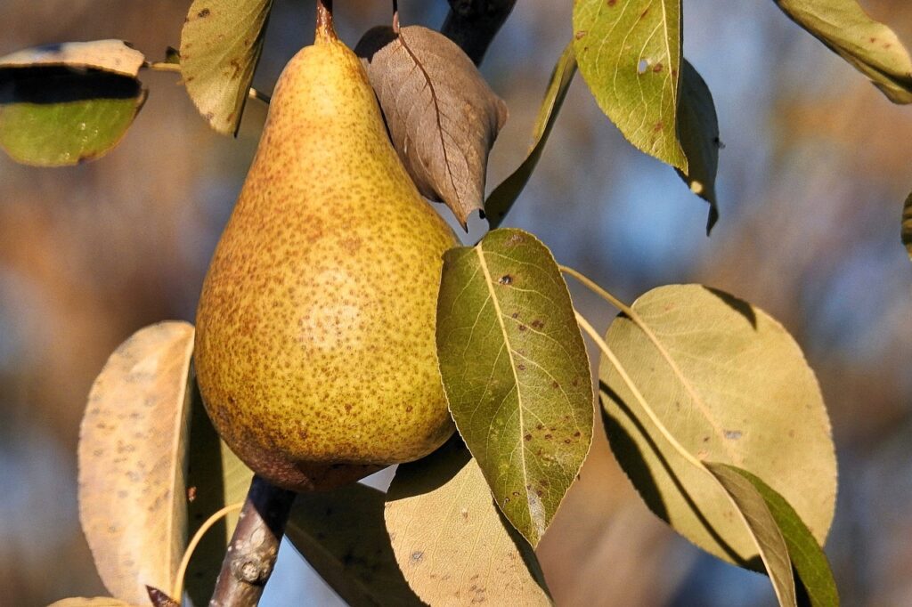fall, pear, nature-3742720.jpg