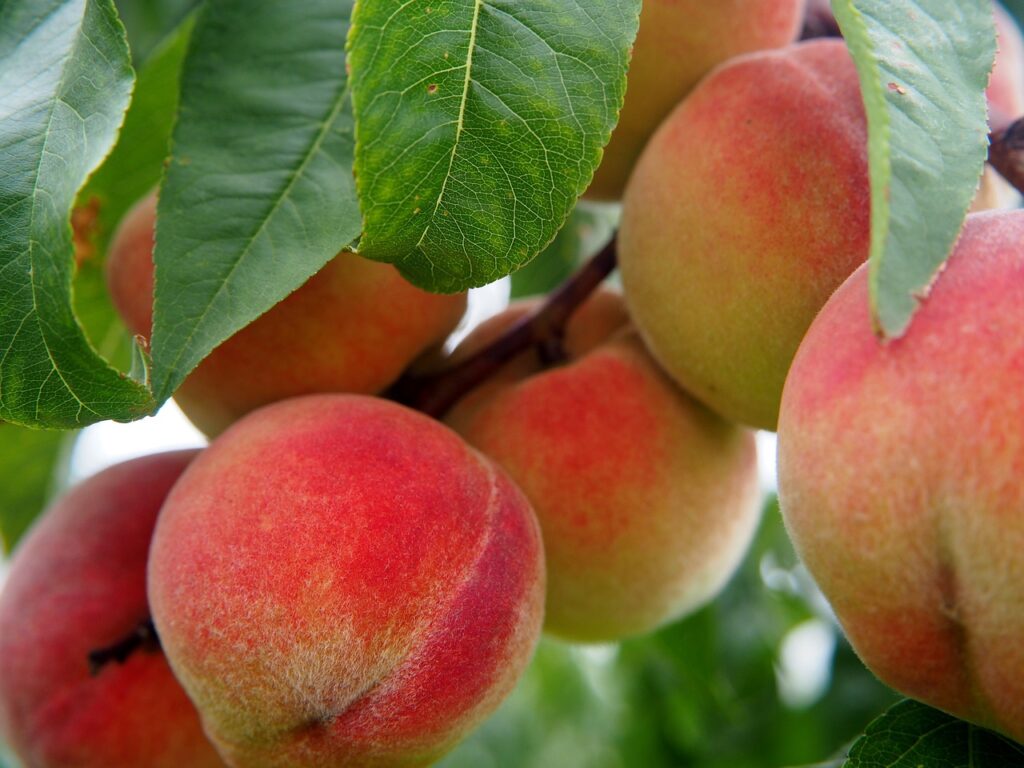 peach, fruit, peach tree-2632182.jpg