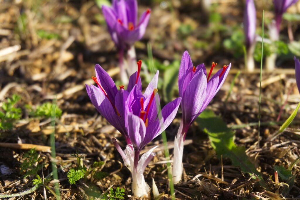 saffron, crocus sativus, beautiful flowers-2825065.jpg
